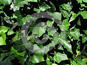Natural photo texture. Closeup of ivy, botanical name Hedera, climbing evergreen plant, used as medicinal extract