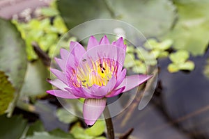 Natural photos: Water lily flowers Viet Nam