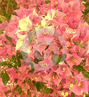 Natural pic! Pink flowers and green leaves!