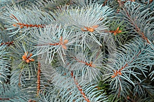 Natural Picea Pungens or Colorado Blue Spruce branches with young cones buds for abstract texture or seasonal background