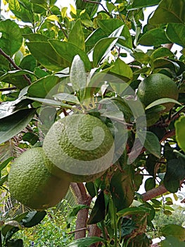 Natural picture of a bunch of Green orenge. photo