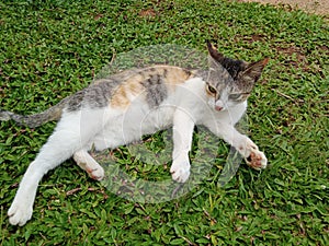 Natural picture of a cat on the green patch.