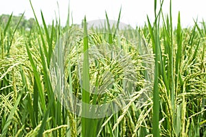Natural picture of a green field of paddy ,with fresh rice tree blooming beautifully
