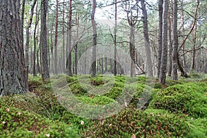 Natural pillows made of moss in a forest