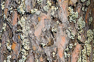 natural pine bark texture close up. Wooden background. Wood texture