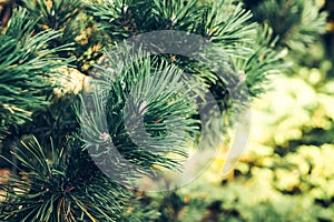 Natural pine branch covered with dew at the botanical gardenBackground of Christmas tree branches. green prickly branches