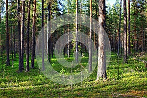 Natural pine forest in evening light in northern Swedish nature reserve Norravasund