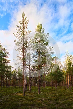 Natural pine forest in evening light in northern Swedish nature reserve Norravasund