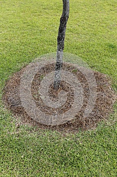 Natural Pine Needles Mulch at the Base of a Small Tree Outside