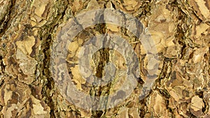 Natural pine tree bark abstract