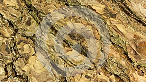 Natural pine tree bark abstract