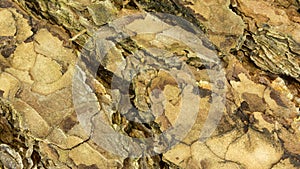 Natural pine tree bark abstract