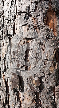 Natural pine tree bark abstract background