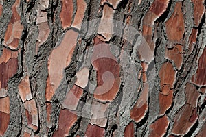 Natural pine tree bark pattern
