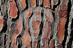 Natural pine tree bark texture pattern