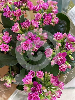 natural pink color kalanchoe flowers