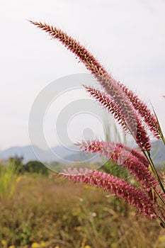 Natural pink grass flowers in winter
