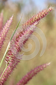 Natural pink grass flowers in winter