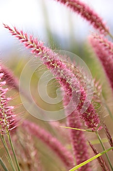 Natural pink grass flowers in winter