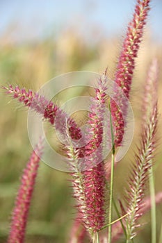 Natural pink grass flowers in winter