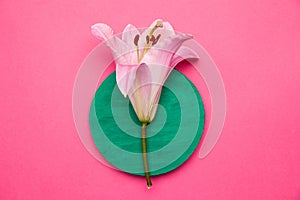 Natural pink lily flower placed on round plate