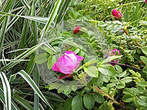 natural pink rose growing in green garden