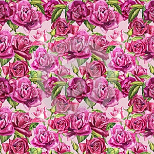 Natural pink roses background. Seamless pattern of red and pink roses, watercolor illustration.