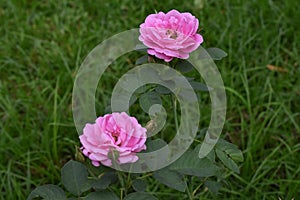 Natural pink roses In the garden is very beautiful, looks refreshing.