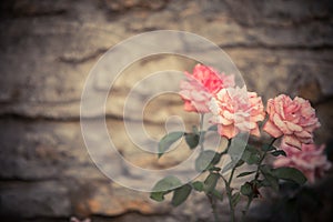 Natural pink roses
