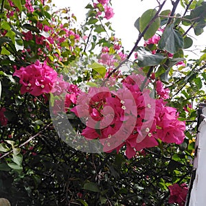 Natural pink shoe flowers branches leaves in sri lanka