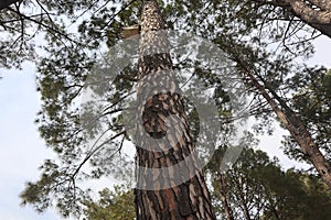 Natural Pinus roxburghii blooming tree picture-Pinus roxburghii-Evergreen Forest of Pine Trees