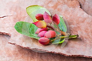 Natural pistachio nuts with leaves on tree rind surface