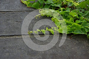 Natural plant - bostonivy