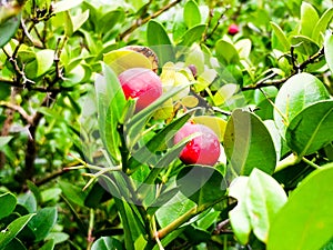 Natural plant with colorful offsprings photo