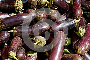 Natural plant texture from fresh raw eggplants in a heap