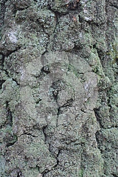 natural plant texture of gray bark and green moss