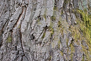 natural plant texture of gray bark and green moss