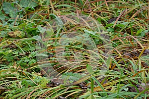 Natural plant texture of green and brown long grass