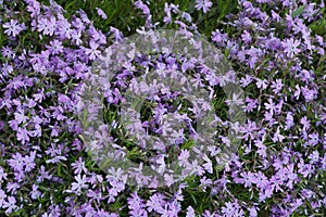 Natural plant texture of many small blue lilac flowers