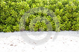 Natural plant wall on the beach