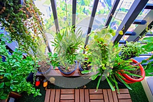 Natural plants in the hanging pots at balcony garden