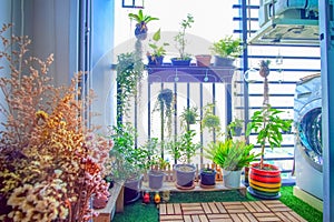 Natural plants in the hanging pots at balcony garden