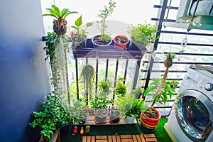 Natural plants in the hanging pots at balcony garden