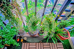 Natural plants in the hanging pots at balcony garden