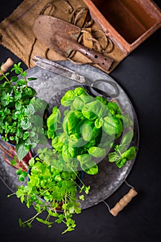 Natural plants  and herbs in pots, green garden on a balcony or terracce with garden tools