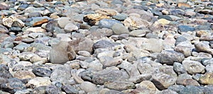 Natural Polished Pebble or Gravels