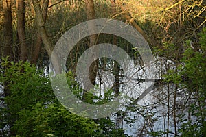 Natural pond reflecting trees and sky surface