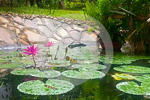 Natural pond with two pink water lilies and tropical aquatic plants in the jungle in Cambodia