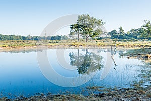 Natural pond on a windless summer day