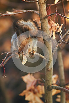 Natural portrait of beautiful animal red squirrel in autumn fore